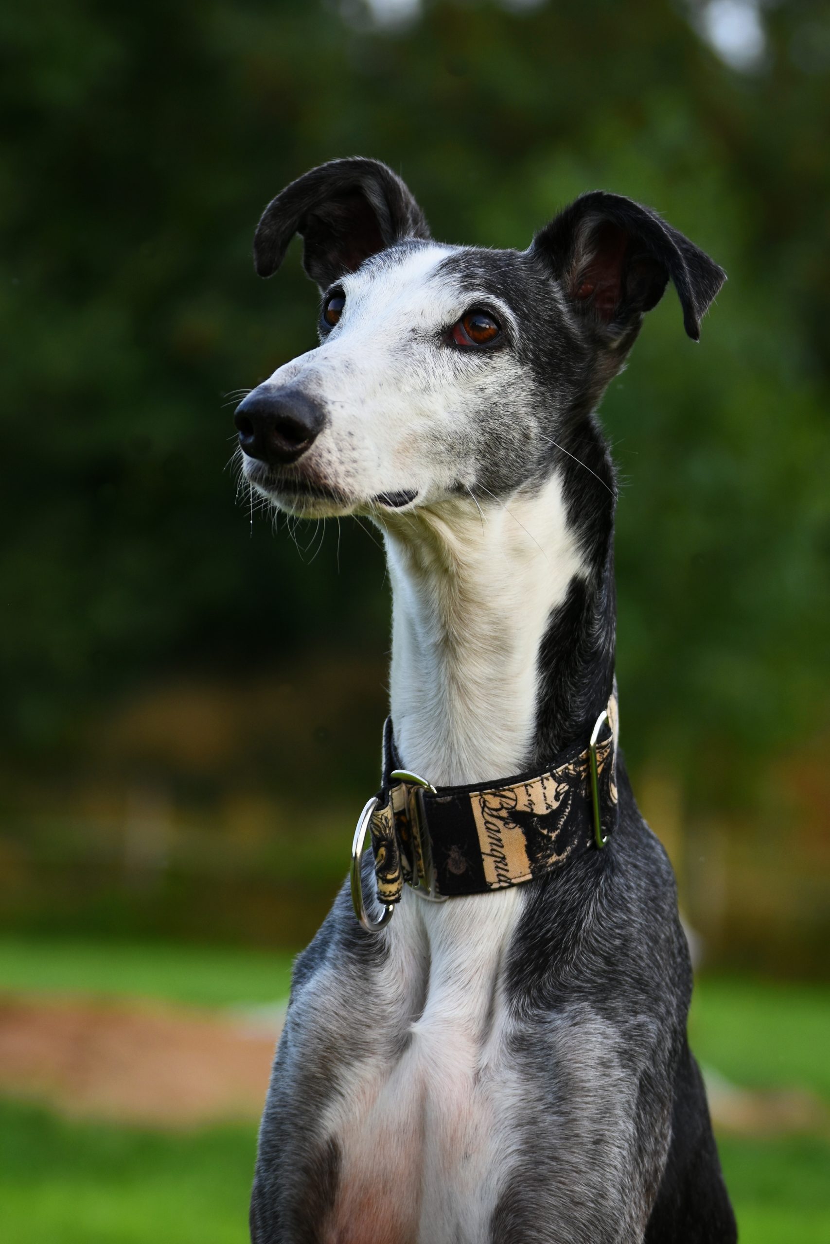schwarz weißer Galgo Espanol How to help