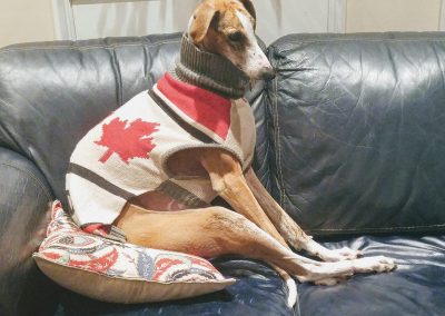 Atarah, adopted to Toronto, settles in for a hockey game